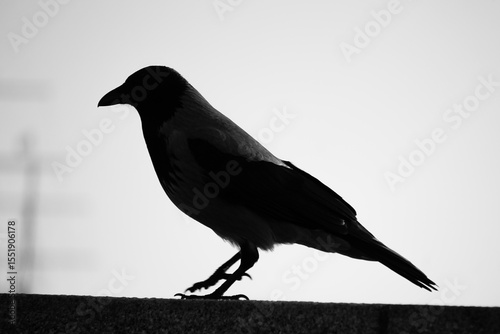 Close up of a crow in black and white