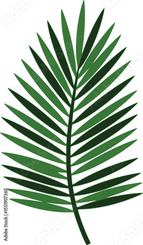 Illustration of a palm leaf