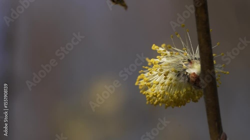 Honey bee gathering pollen from delicate willow blossom during early spring, showcasing pollination process in natural environment with intricate close-up detail