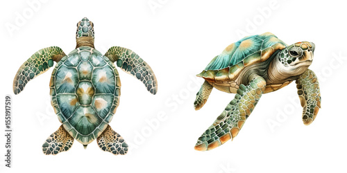 cute sea turtle watercolor vector illustration