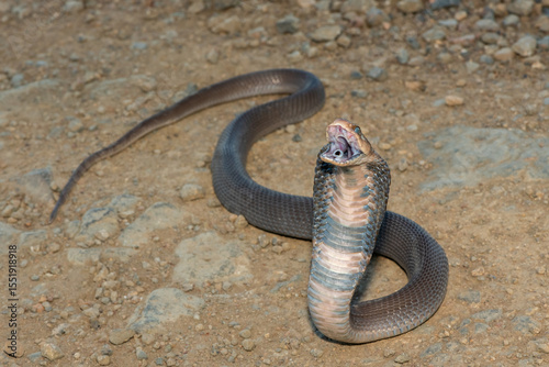 Bild auf Leinwand Closeup of a wild Mozambique Spitting Cobra (Naja mossambica) displaying its sig
