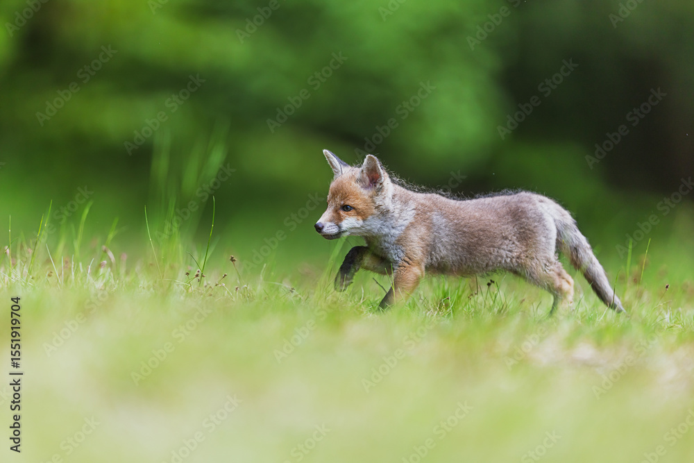 Fototapeta premium little young red fox (Vulpes vulpes) in natural landscape running on grass