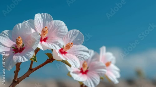 Time-lapse of hibiscus flower blooming under blue sky with unopened buds and soft clouds in the background.