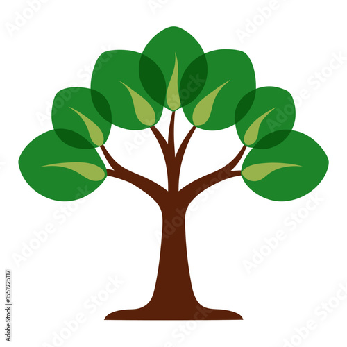 Fig Tree on white background