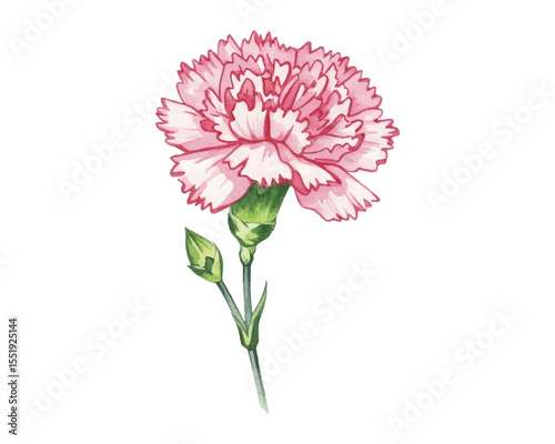 Elegant watercolor carnations in shades of pink and red perfect for wedding invites, romantic decor, or feminine designs. Delicate petals and botanical charm for timeless floral appeal.