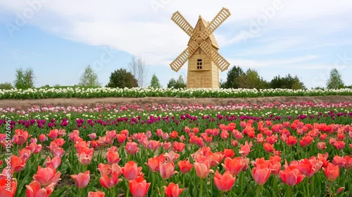 Stunning horizontal panoramic view of a vibrant tulip field with colorful blooms, featuring traditional wooden windmills and a clear blue sky, captured in bright daylight.