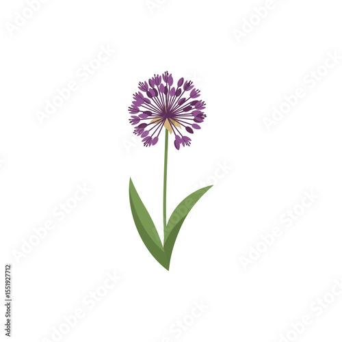Colorful flat icon of allium flower with no white