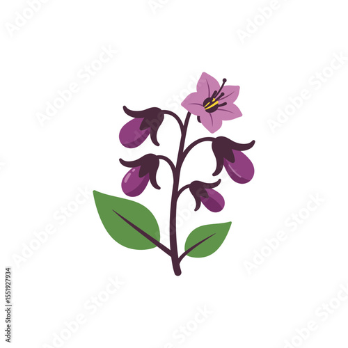  Colorful flat icon of enchanter’s nightshade flower with no white
