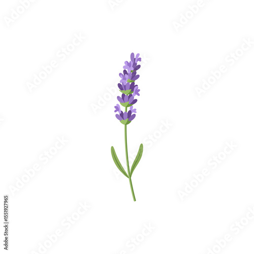  Colorful flat icon of English lavender flower with no white