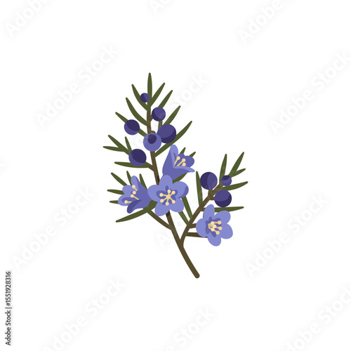 Colorful flat icon of juniper blossom with no white