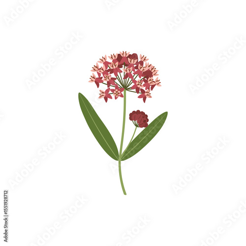  Colorful flat icon of milkweed flower with no white