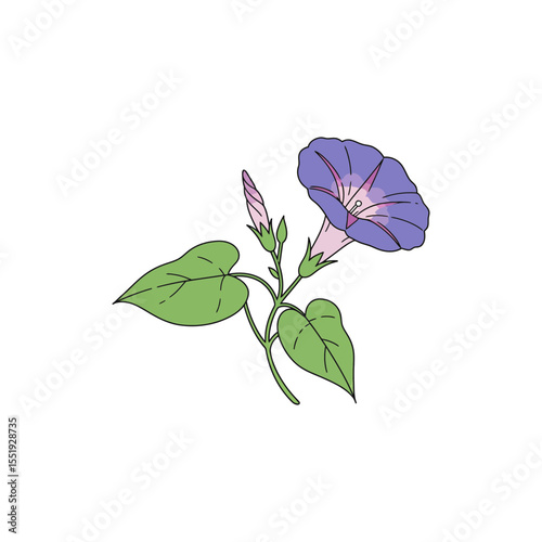  Colorful flat icon of morning glory flower with no white
