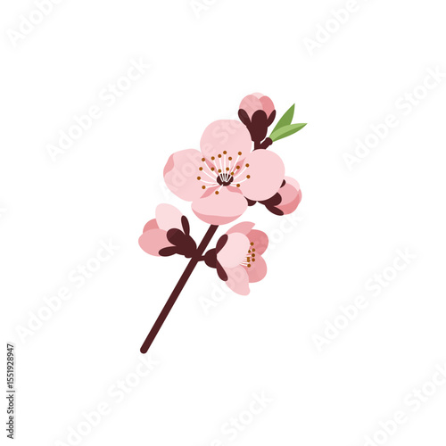 Colorful flat icon of plum blossom flower with no white