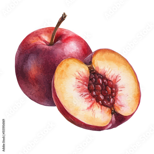 watercolor of Pluot Slice, vector, isolated on a white background.