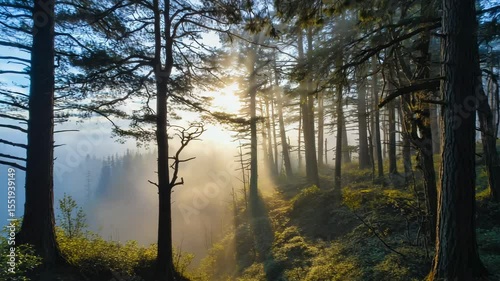 Peaceful forest path with soft sunlight filtering through tall trees, calm and serene nature walk in early morning	