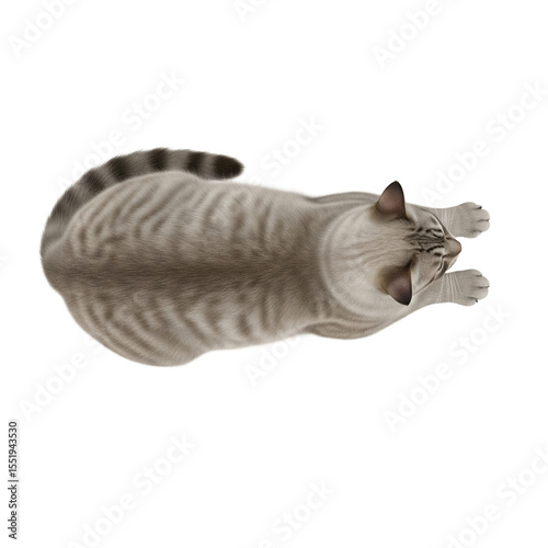 Top view of a tabby cat stretching out on a green background