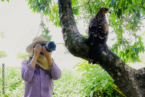 Asian female senior studying the photography black eagle tied rope branch with camera and telephoto lens at close range : Female nature photographer and wildlife conservationist concept.