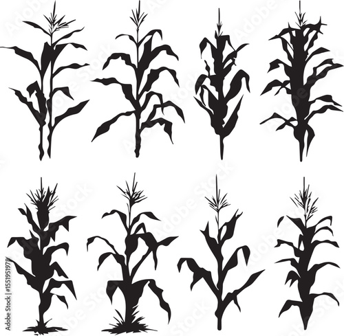Silhouette growing corn with leaves of vegetable harvest vector black and white 