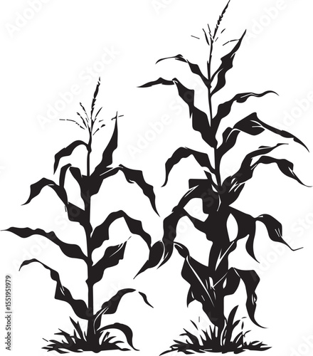 Silhouette growing corn with leaves of vegetable harvest vector black and white 
