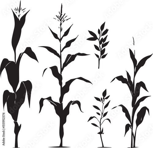 Silhouette growing corn with leaves of vegetable harvest vector black and white 