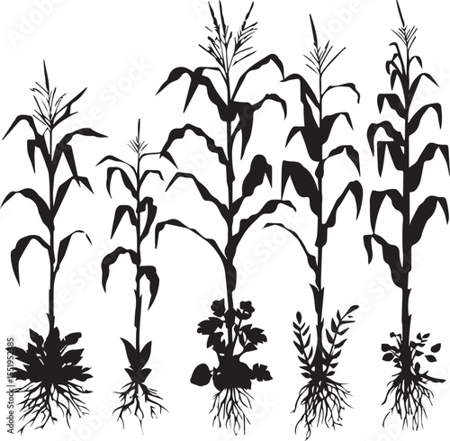 Silhouette growing corn with leaves of vegetable harvest vector black and white 