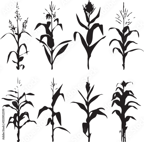 Silhouette growing corn with leaves of vegetable harvest vector black and white 