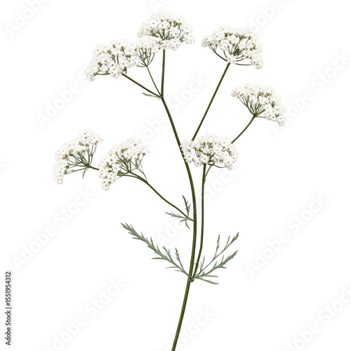 Delicate queen anne's lace blooms with slender stems and leaves on transparent background