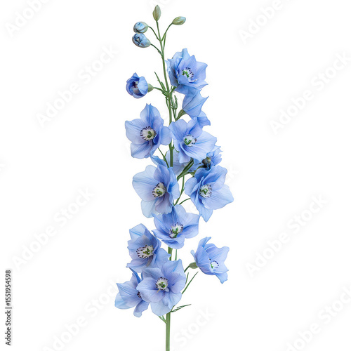 Delphinium flower stem with blue petals and buds, floral element on transparent background