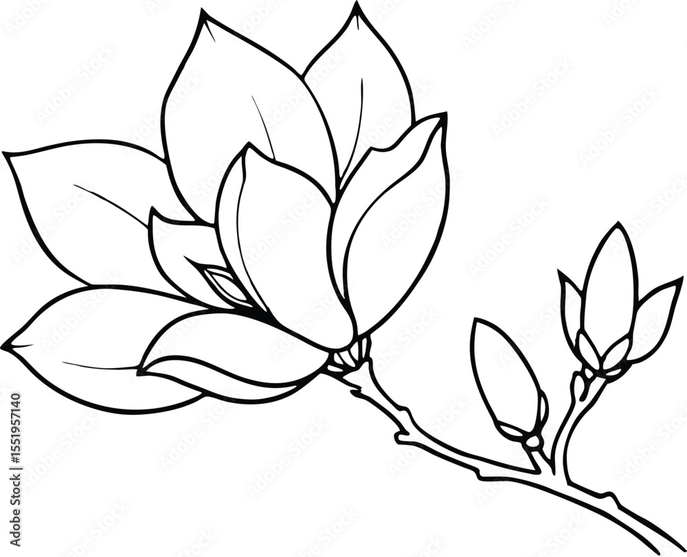 Obraz premium Magnolia Flower in Bloom Line Art on transparent background.