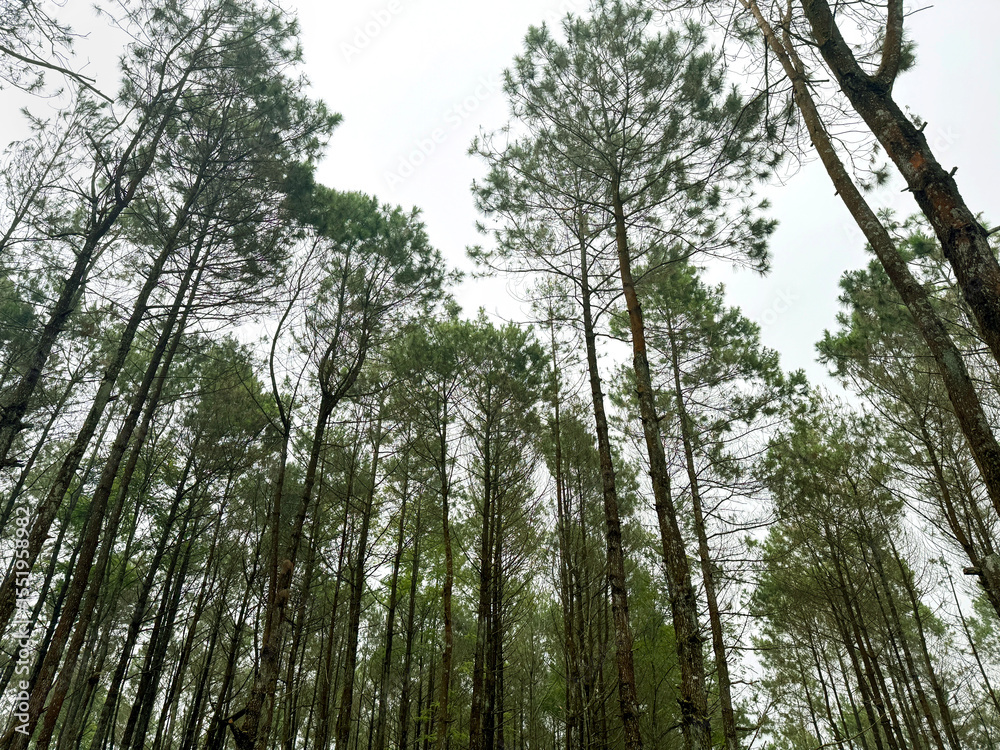 Fototapeta premium Series of pine trees jungle, tall tropical pine trees or conifer with other mountain trees in the woods.