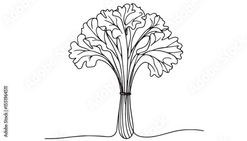 Continuous one single minimal line drawing Kale Vegetables