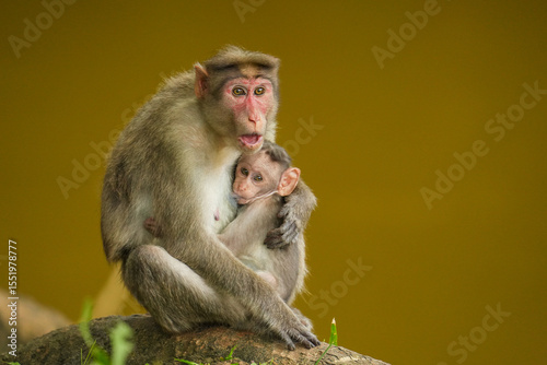 A close up short of a mother monkey feeding  her baby monkey in the jungle