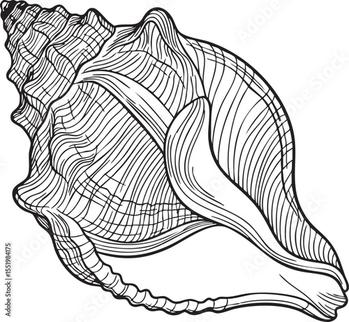 A detailed vector illustration of a sea shell, featuring a precise outline that captures the shell's natural form with clean lines and varying thicknesses.