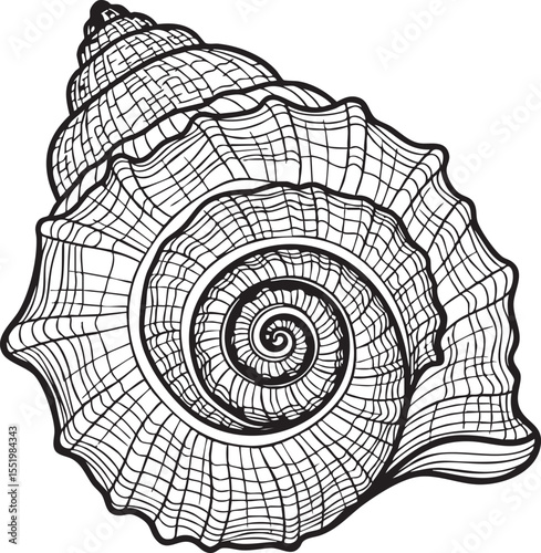 A detailed vector illustration of a seashell, showcasing intricate swirling patterns and textures with a clean and precise outline