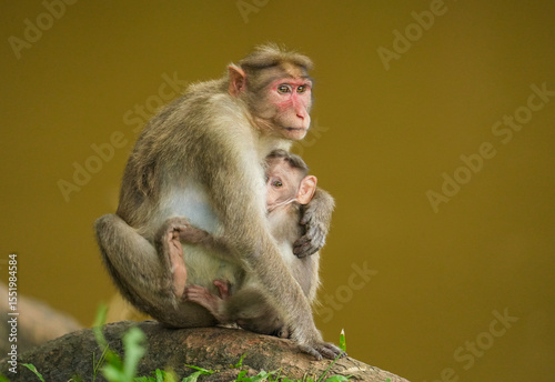 A close up short of a mother monkey feeding  her baby monkey in the jungle