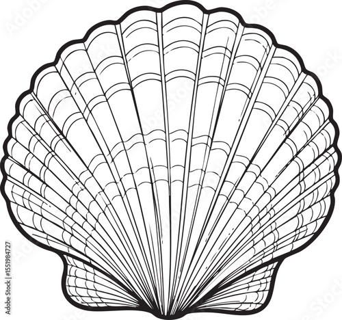 A vector illustration of a seashell, presented with a distinct black outline, detailed with delicate, intricate lines that highlight its natural contours and textures.