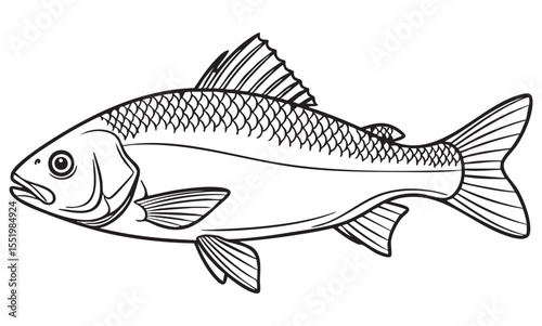 simple Freshwater Fish Line Art Illustration