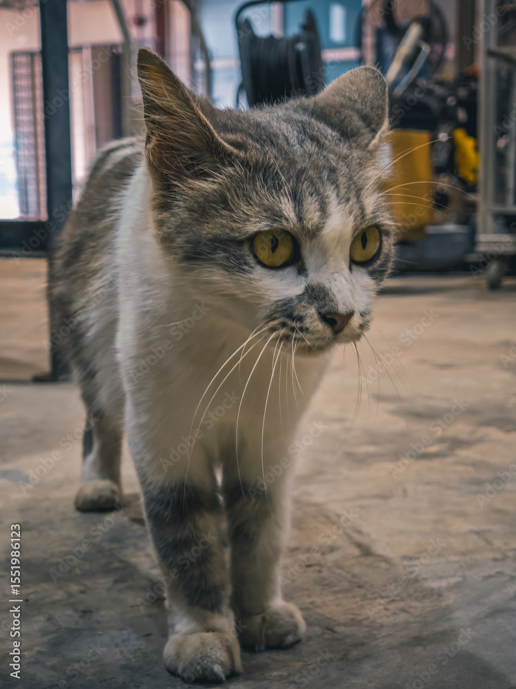 Obraz premium portrait of a cat