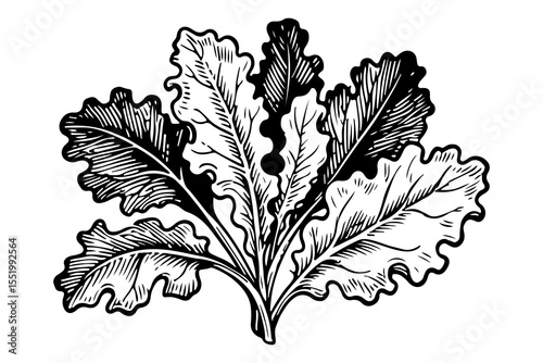Kale leaf vector engraving style illustration