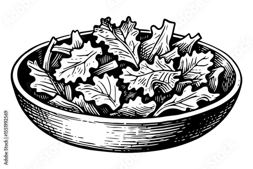 Kale leaf vector engraving style illustration