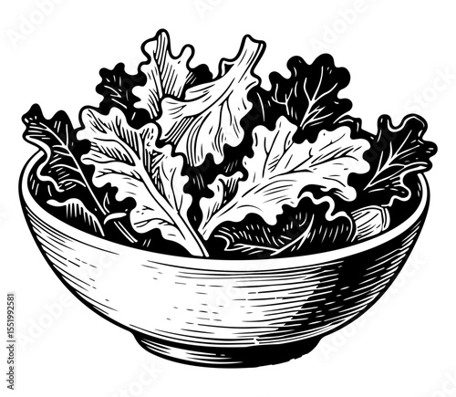 Kale leaf vector engraving style illustration