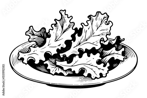 Kale leaf vector engraving style illustration