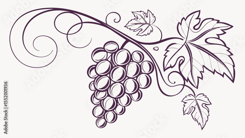 Elegant Grapevine Illustration  Vine, Leaves, and Grapes Design Element