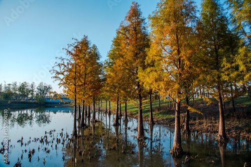 autumn trees reflected in water