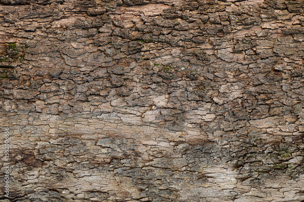 Obraz premium tree bark texture background photo