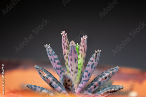 Mother of Millions
