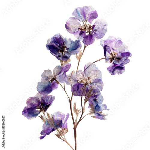 Delicate purple pressed flowers on a delicate stem isolated on transparent background