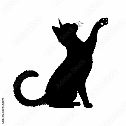 black cat on white background