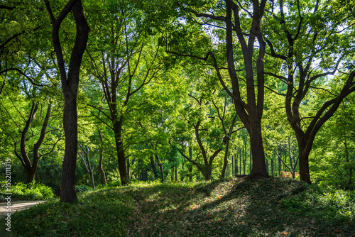 trees in the forest