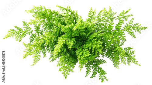 Vibrant green asparagus fern plant with delicate fronds isolated on transparent background